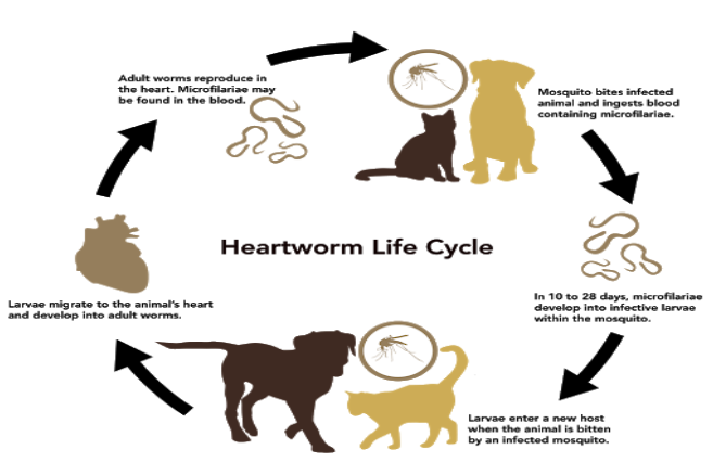 Heartworm Disease In Pets Is Preventable - East Lee News